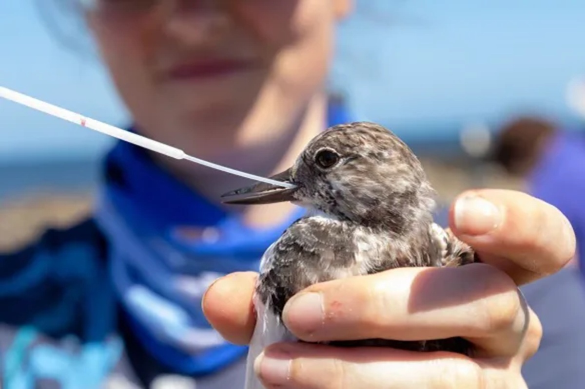 H5 Bird Flu Detected in Second Australian State