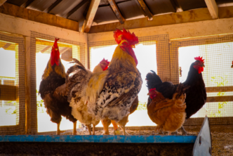 Senegal Entrepreneur Modernises Poultry Farming (NewsCentral TV)