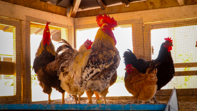Senegal Entrepreneur Modernises Poultry Farming (NewsCentral TV)