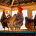 Senegal Entrepreneur Modernises Poultry Farming (NewsCentral TV)