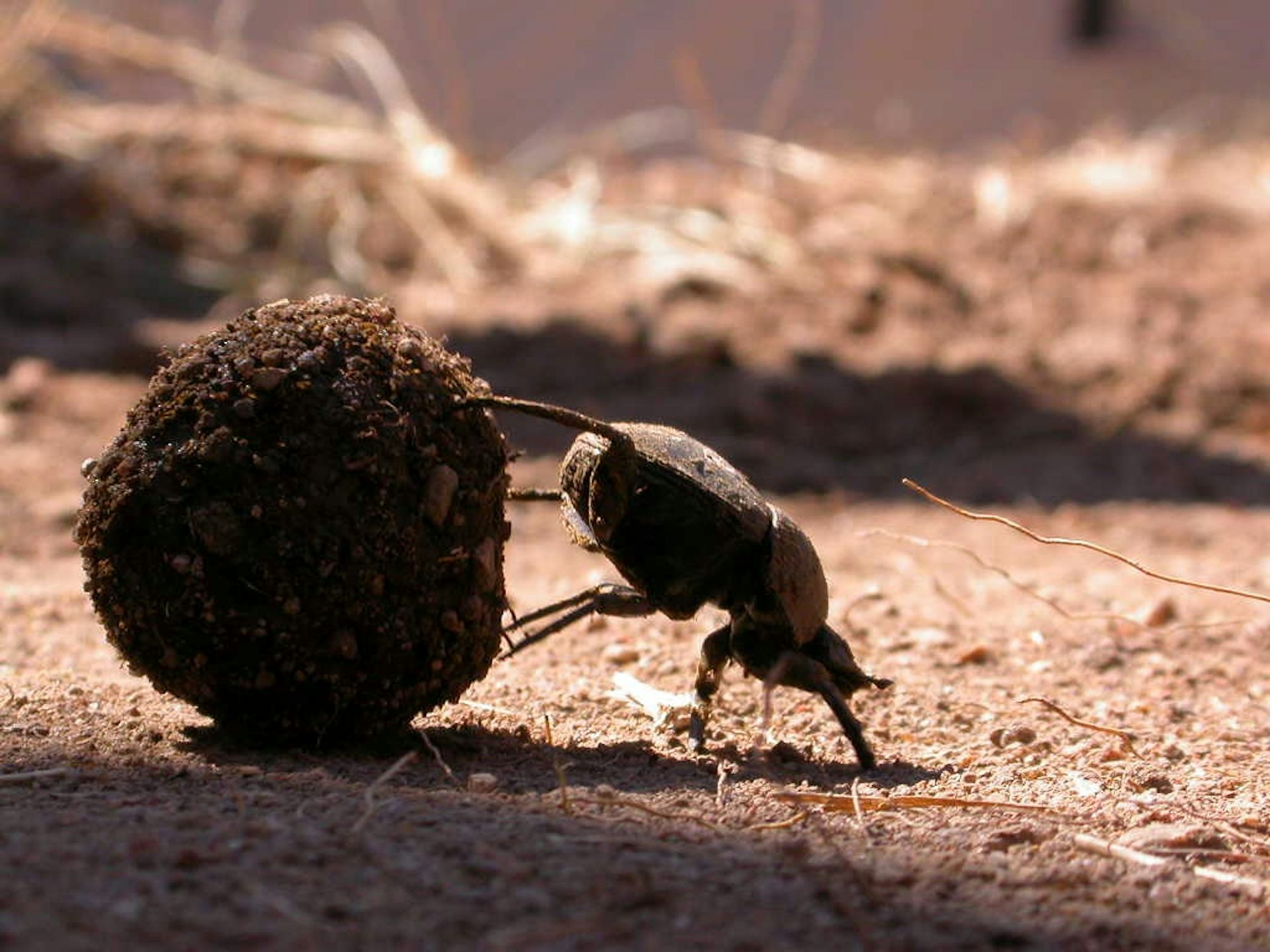 Beetle standing on its front legs, with its back legs on a ball of dung
