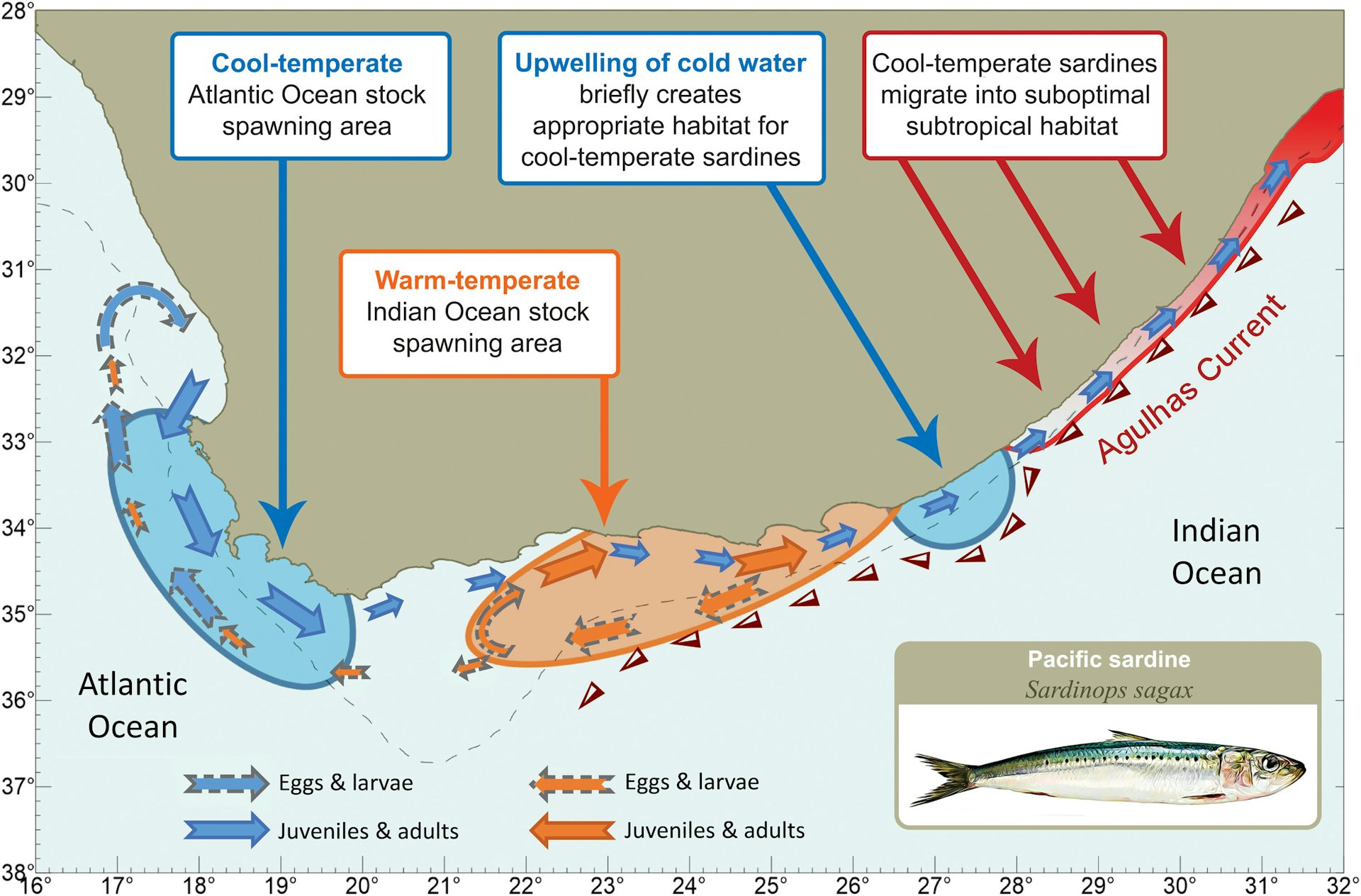 An illustration explaining how sardine migration is influenced by genetic adaptations to water temperature