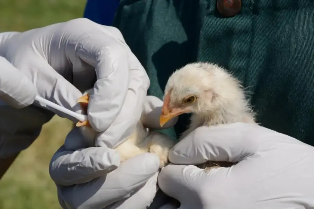 H5 Bird Flu Detected in Australia