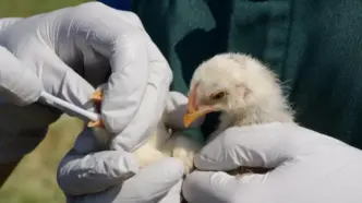 H5 Bird Flu Detected in Australia