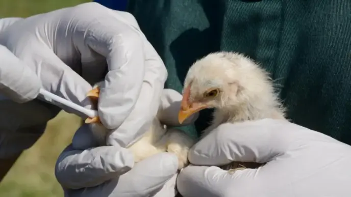 H5 Bird Flu Detected in Australia