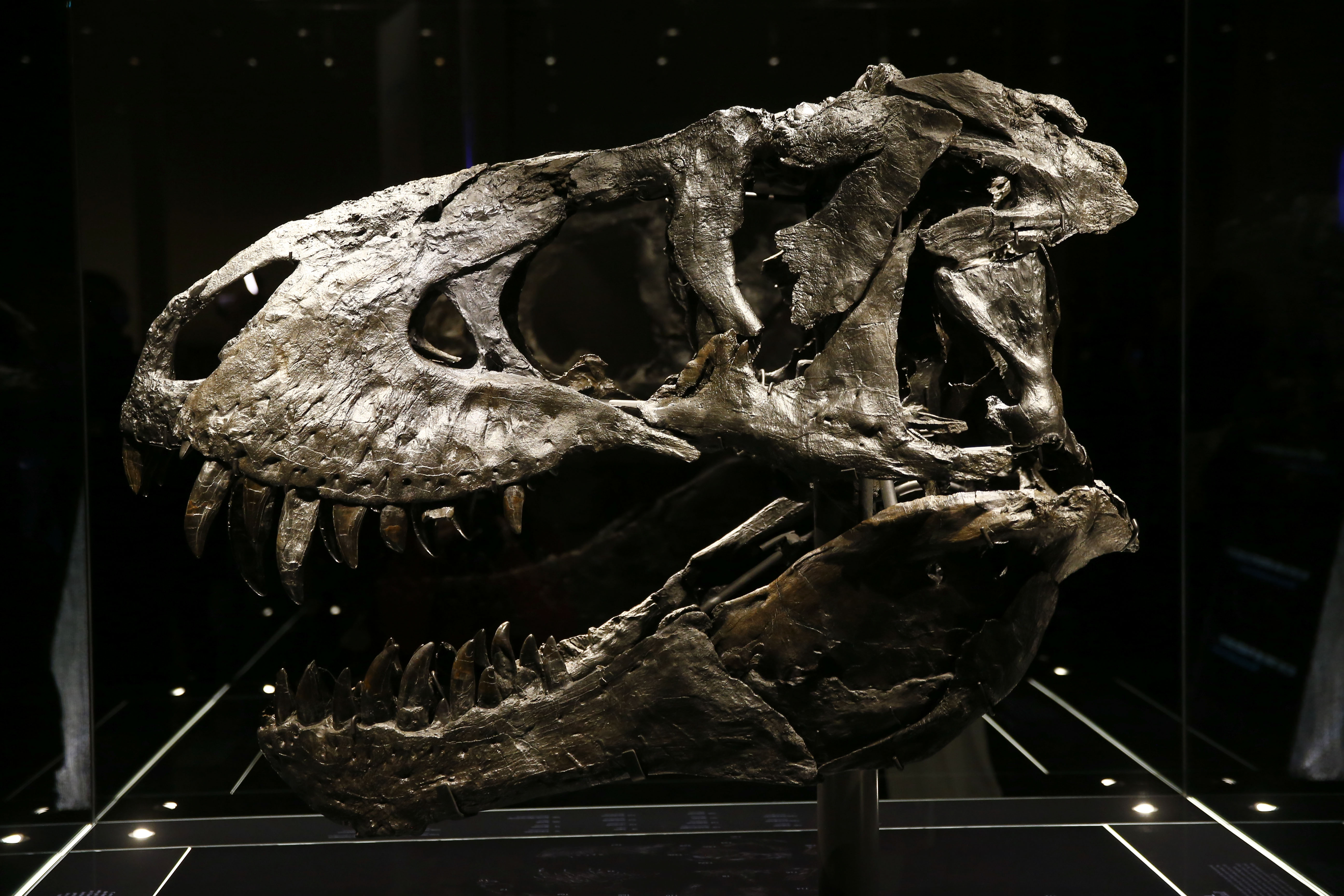 New Zimbabwean fossil unlocks dinosaur history (News Central TV)