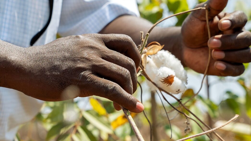 The Future of Africa's Cotton May Not Lie in Exports