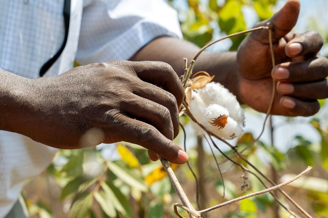 The Future of Africa's Cotton May Not Lie in Exports