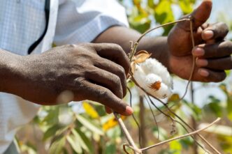The Future of Africa's Cotton May Not Lie in Exports