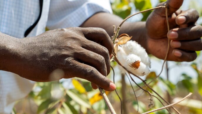 The Future of Africa's Cotton May Not Lie in Exports