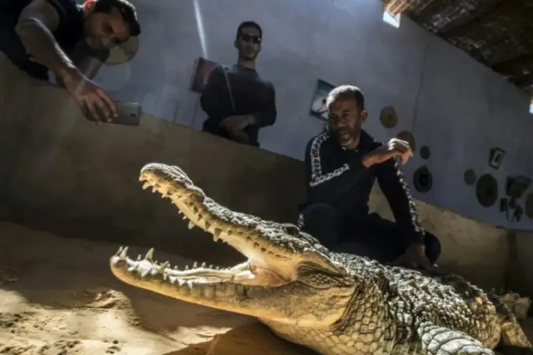 Israel Deploys Crocodiles to Prevent Prison Escapes