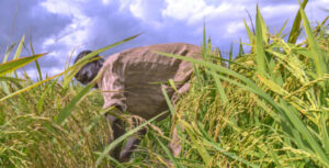 Cisco Expands AI Support For Nigerian Farmers
