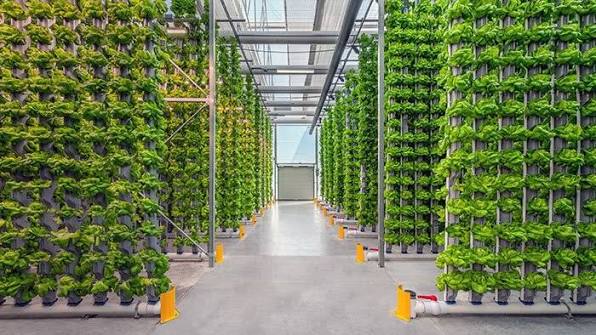 US Hydroponic Farming Could Cut Food Prices in Nigeria