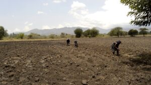 Improved Seeds Offer Uganda Cotton Hope (News Central TV)
