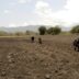 Improved Seeds Offer Uganda Cotton Hope (News Central TV)