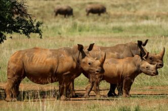 Rhino (News Central TV)