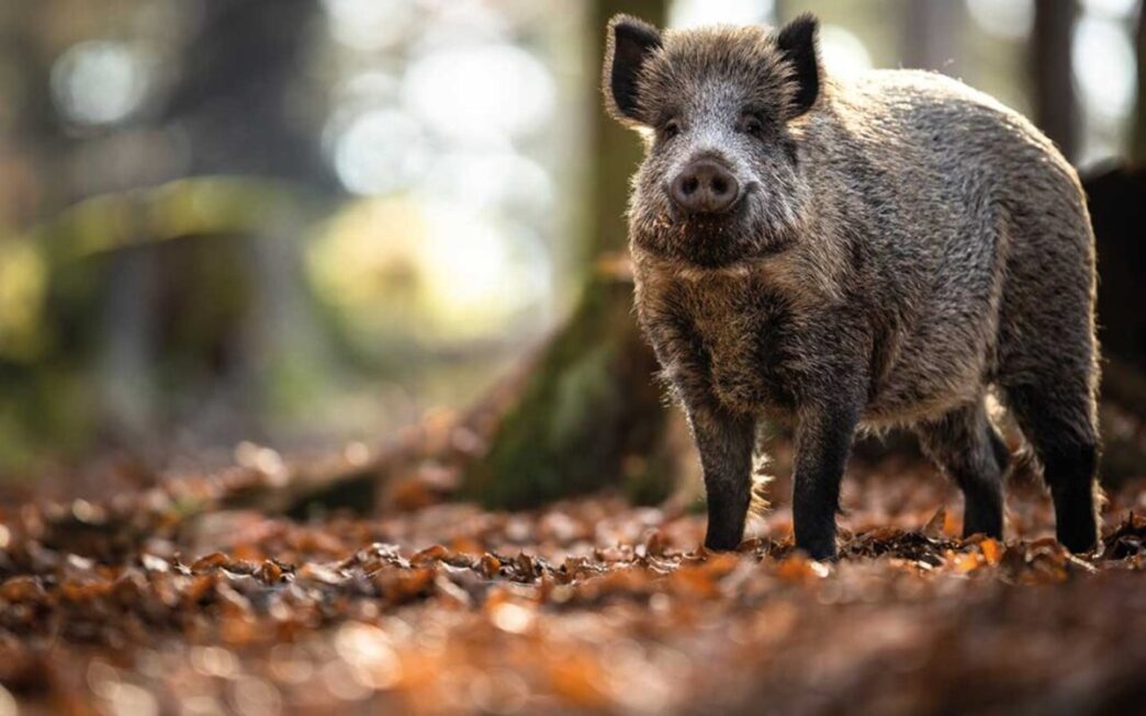 Finland Records First African Swine Fever Cases
