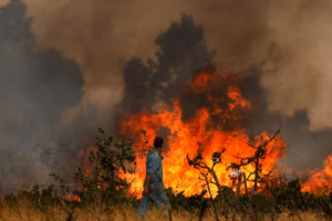 Wildfire (News Central TV)