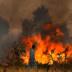 Wildfire (News Central TV)