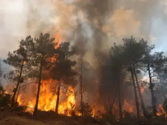 Wildfires (News Central TV)