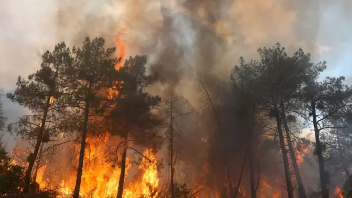 Wildfires (News Central TV)