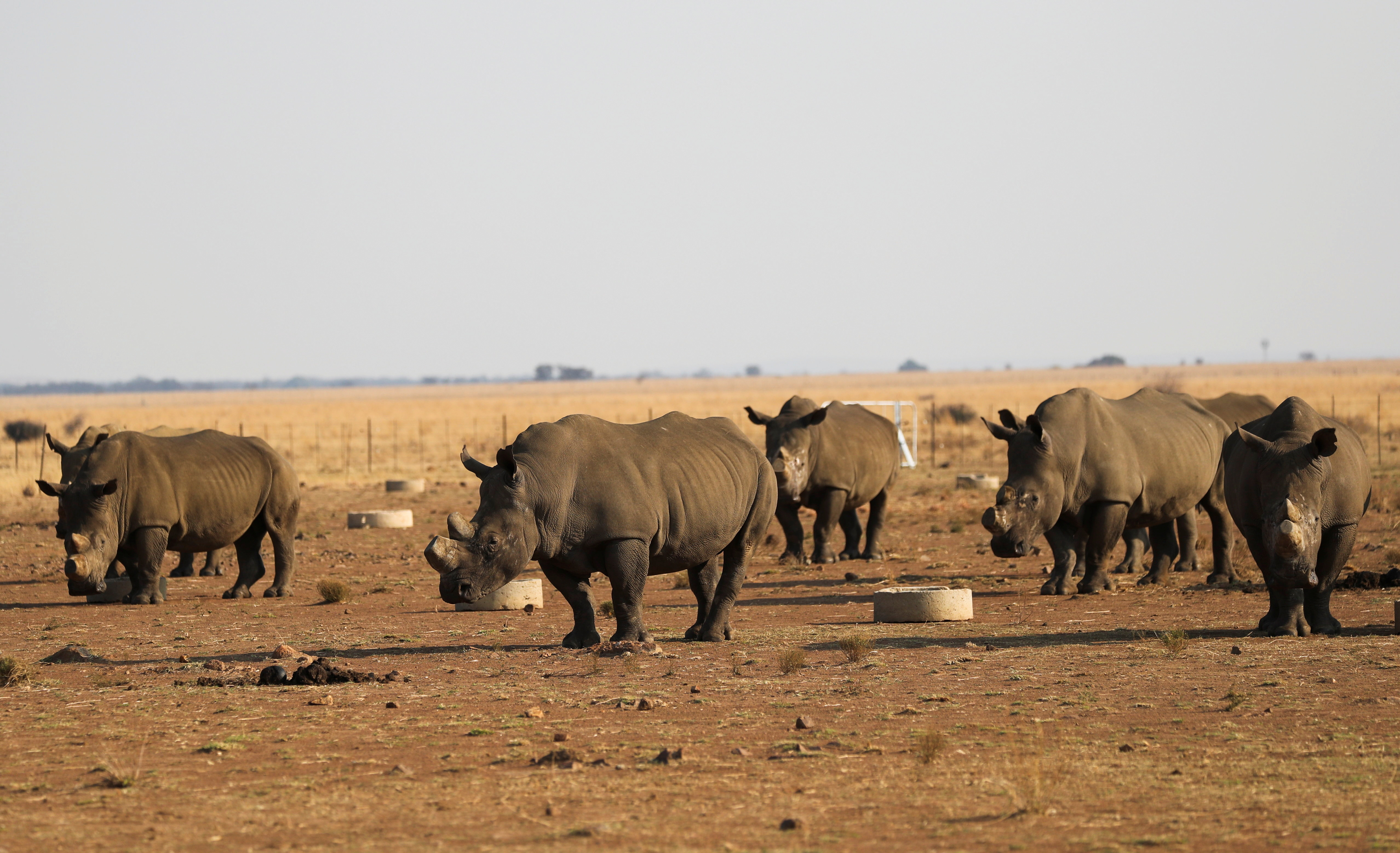 Rhino (News Central TV)