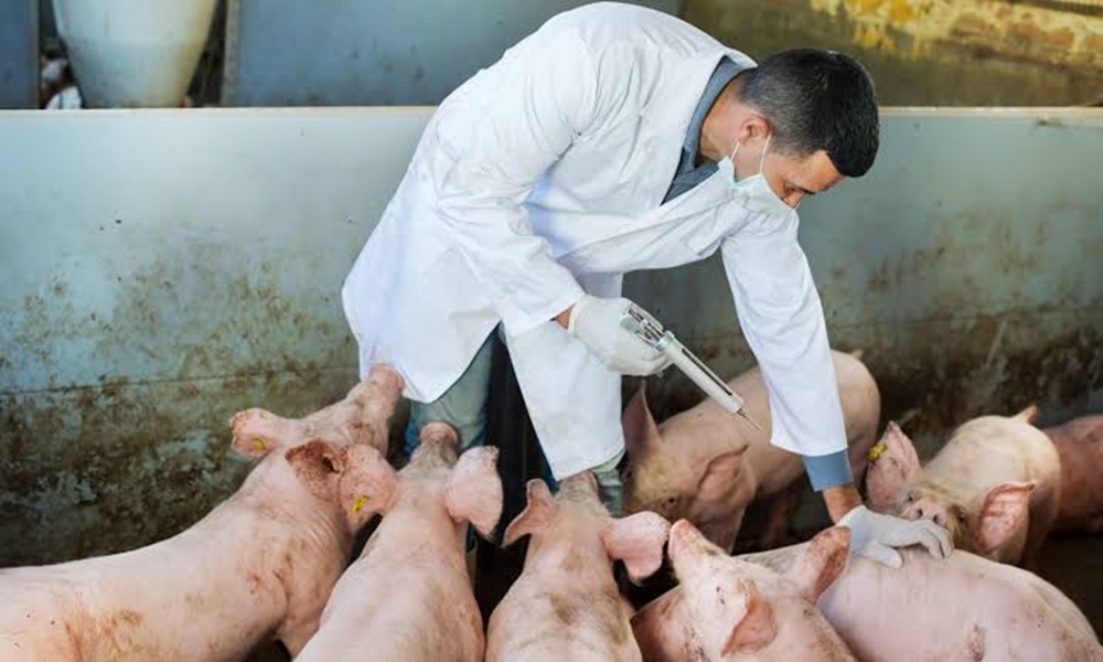 Finland Records First African Swine Fever Cases