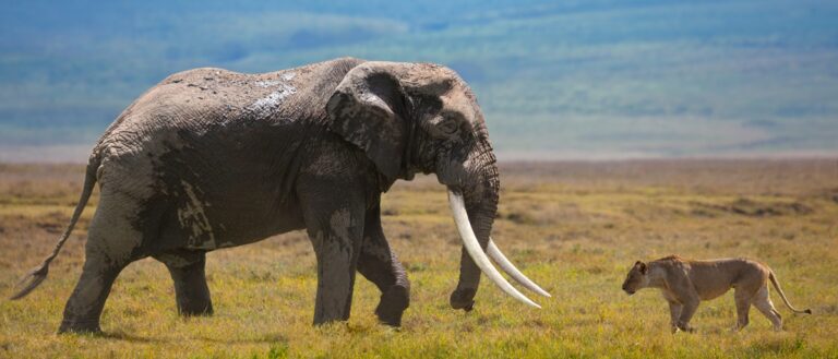 Africa Suffers Most from Biodiversity Decline – UN