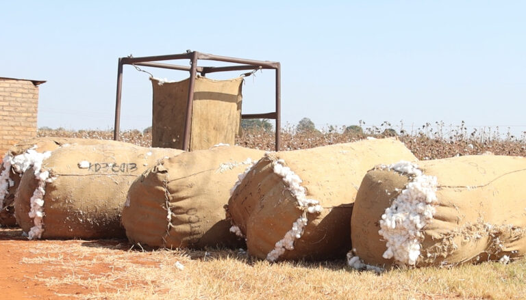 Africa Pushes to Turn Cotton Into Clothing