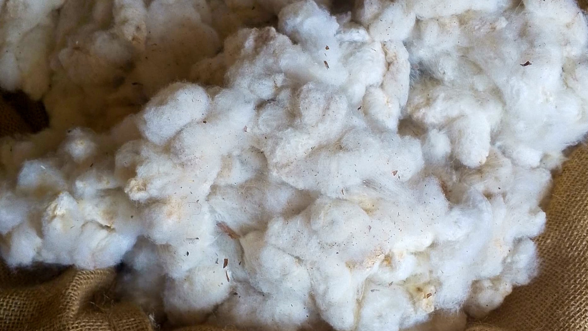 How Cotton Farming Keeps Rural Zambian Children In School