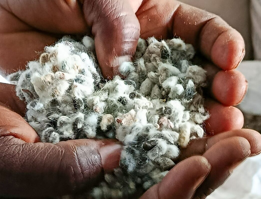 Cottonseed refining gains ground in Zimbabwe (News Central TV)