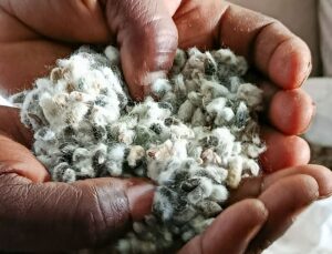 Cottonseed refining gains ground in Zimbabwe (News Central TV)