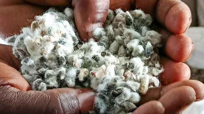 Cottonseed refining gains ground in Zimbabwe (News Central TV)
