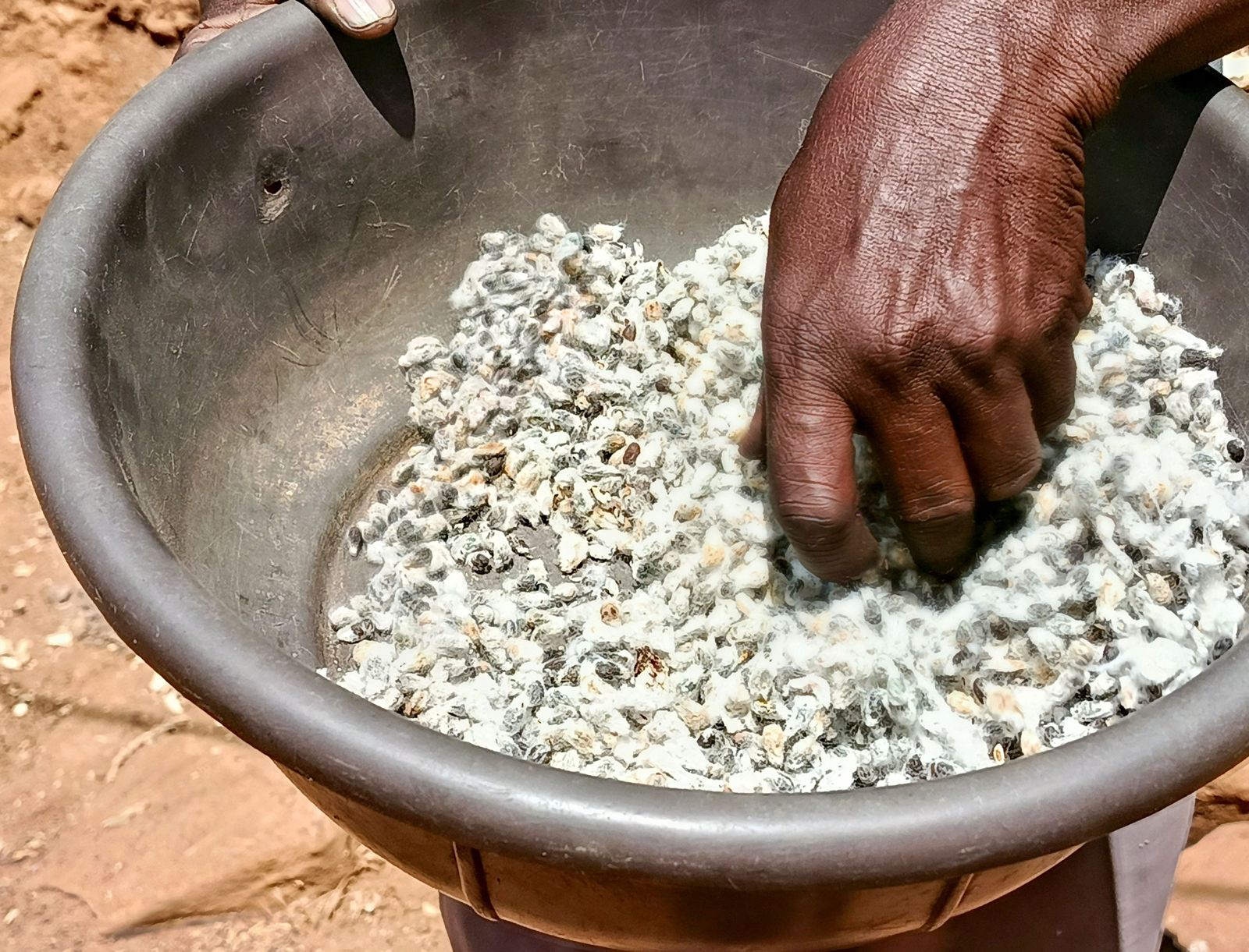 Cottonseed refining gains ground in Zimbabwe (News Central TV)