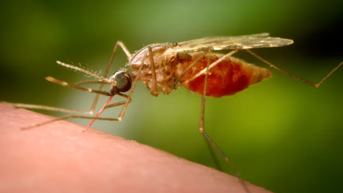 German airport workers die of malaria from mosquito on plane