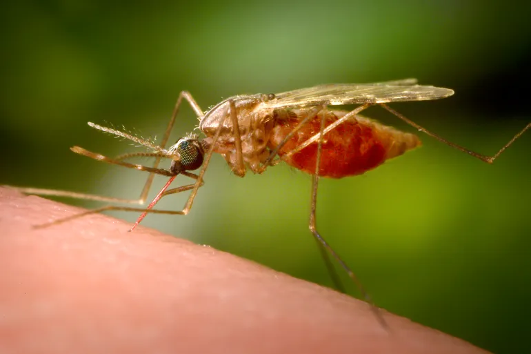 German Airport Workers Die Of Malaria Linked To Plane (NewsCentral TV)