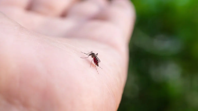 An Aedes aegypti mosquito sits on a hand