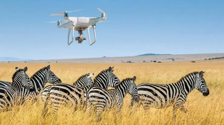 Africa Turns to Technology to Track Wildlife Populations (News Central TV)