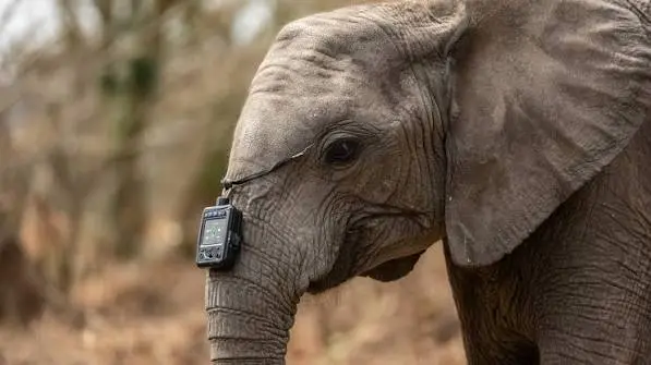 Africa Turns to Technology to Track Wildlife Populations (News Central TV)