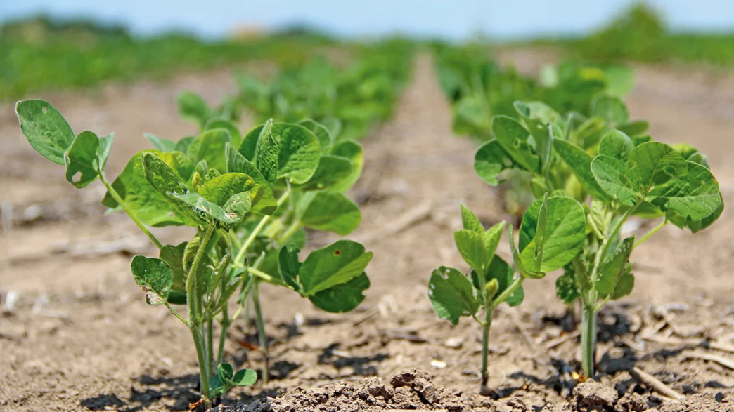 China Cuts US Farm Tariffs, Excludes Soybeans (NewsCentral TV)