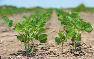 China Cuts US Farm Tariffs, Excludes Soybeans (NewsCentral TV)