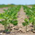 China Cuts US Farm Tariffs, Excludes Soybeans (NewsCentral TV)