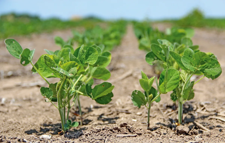 Zimbabwe Startup Builds App to Help Small Farmers Boost Yields