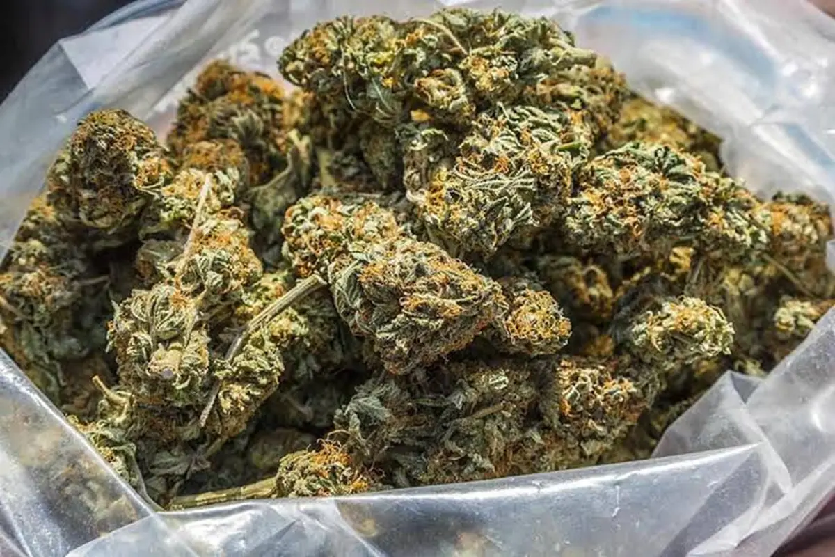 Indian Hemp