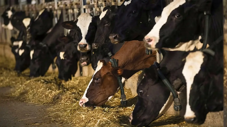 Namibia Halts Meat Exports
