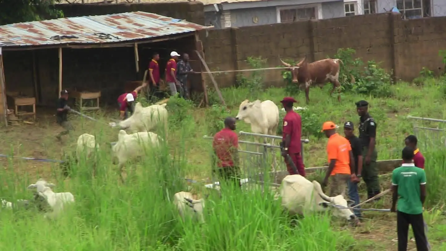 Oyo Seizes 10 Cows Over Alleged Open Grazing (NewsCentral TV)
