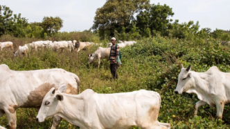 Oyo Seizes 10 Cows Over Alleged Open Grazing (NewsCentral TV)1