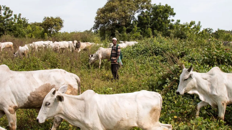 Oyo Seizes 10 Cows Over Alleged Open Grazing