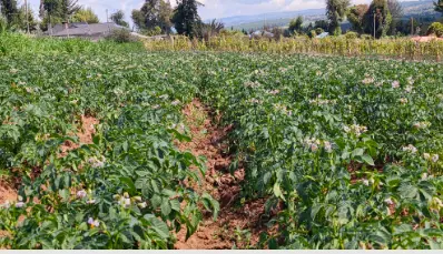 Potato farm