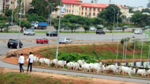 Stray Cows in FCT